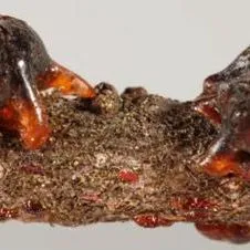 thumbnail for publication: The Mexican Lac Scale Tachardiella mexicana (Comstock) (Hemiptera: Kerriidae)